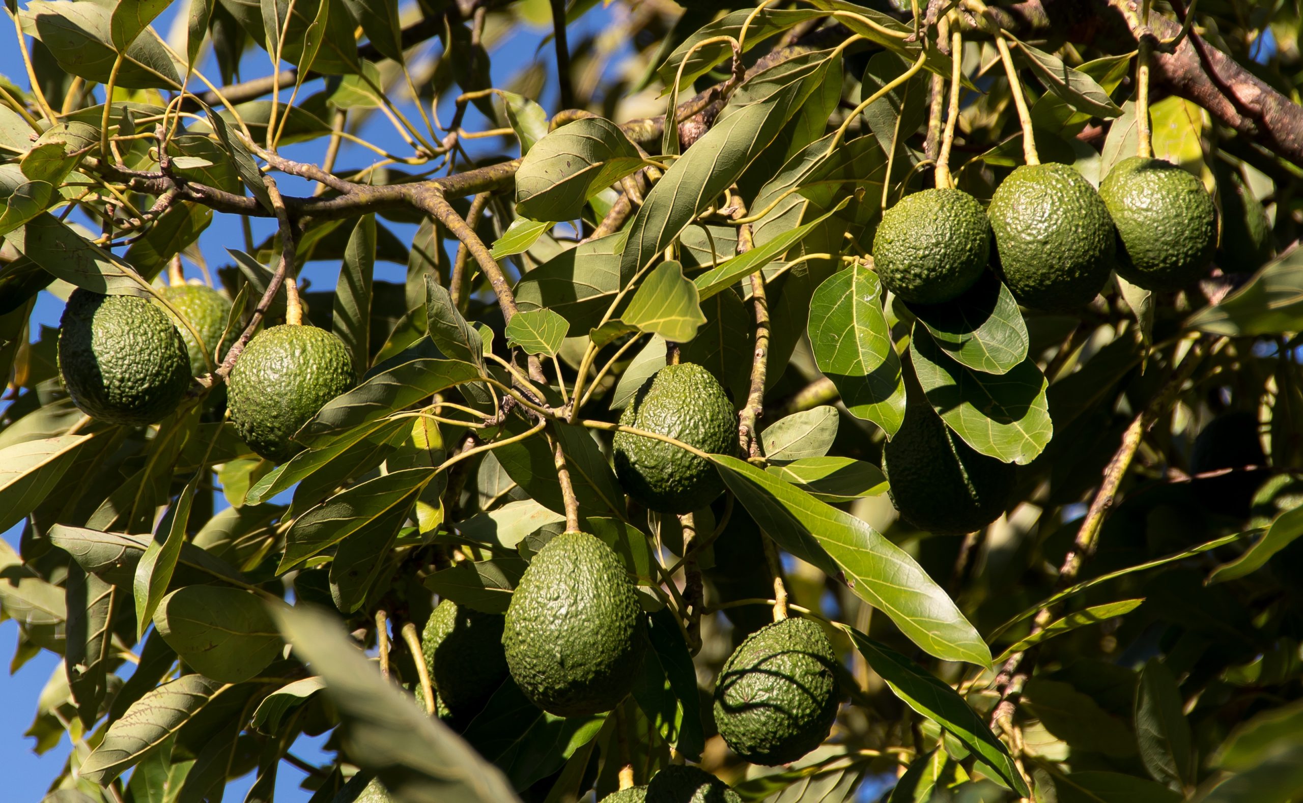 Abacateiro