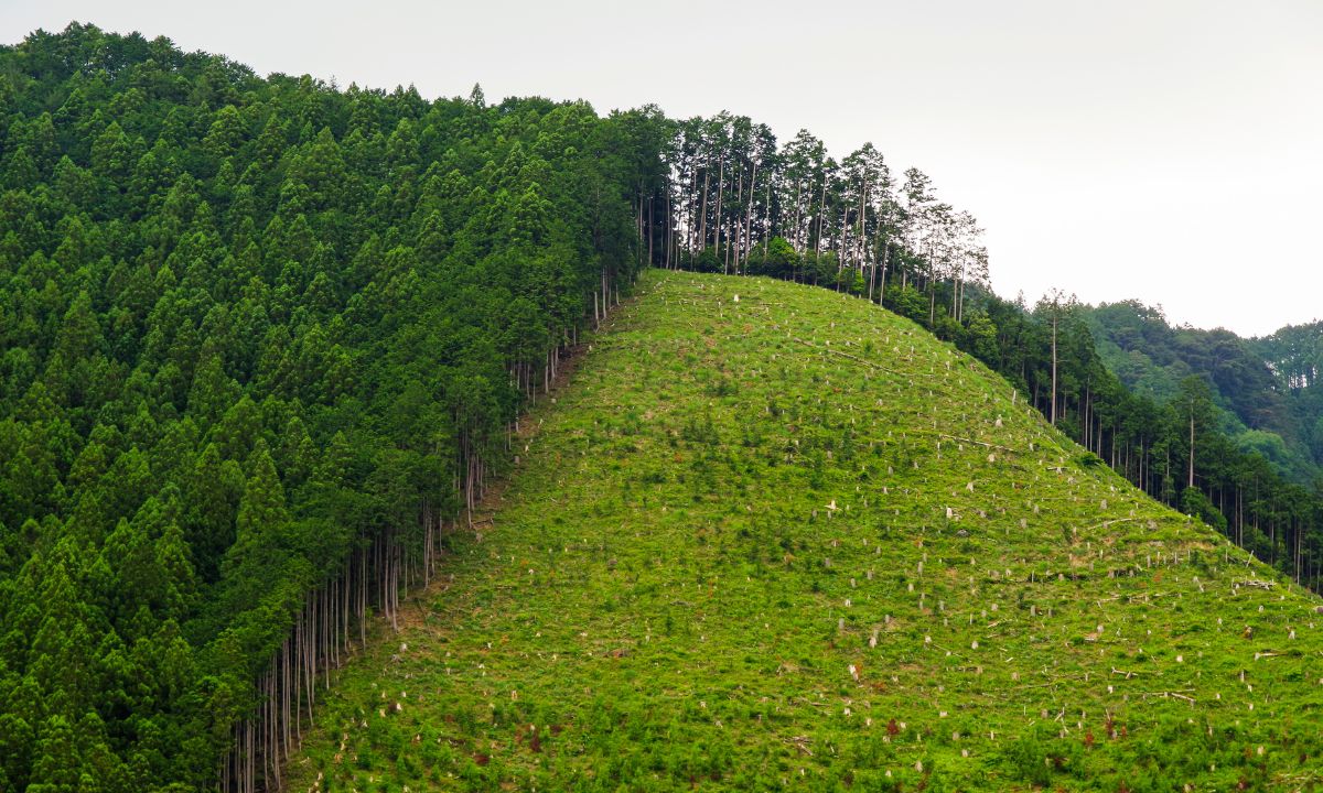 Proposta mercado voluntário de carbono não garante remoções