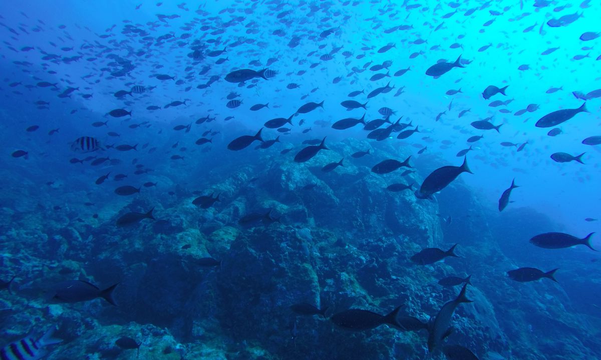 Mar dos Açores
