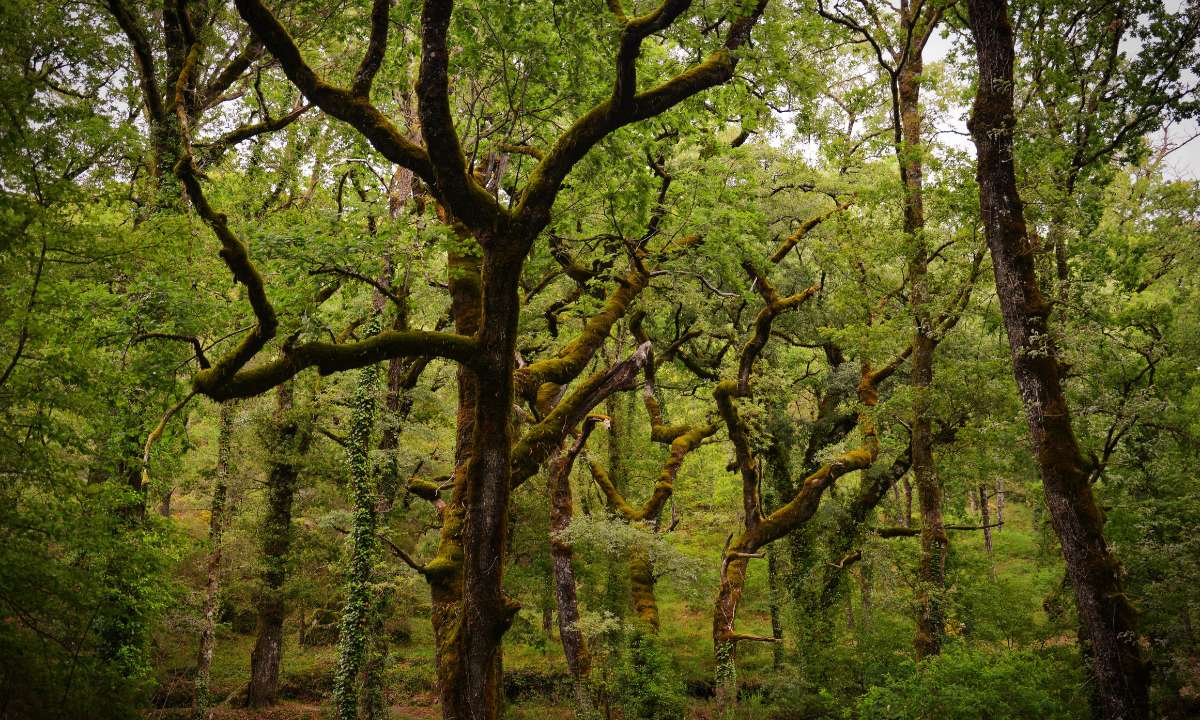 Regiões Biogeográficas de Portugal Continental