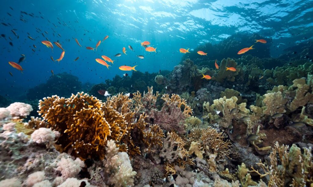 Plano de Combate à Acidificação do Oceano sem repostas robustas face à emergência climática
