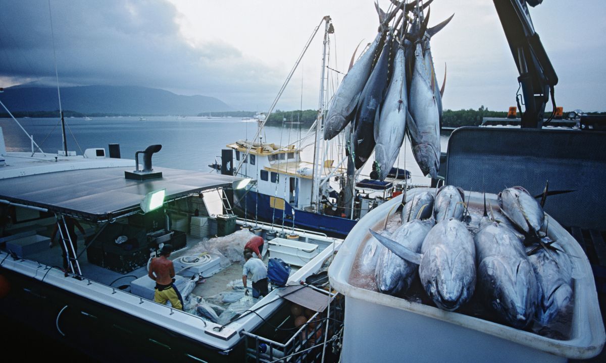 Pesca do atum