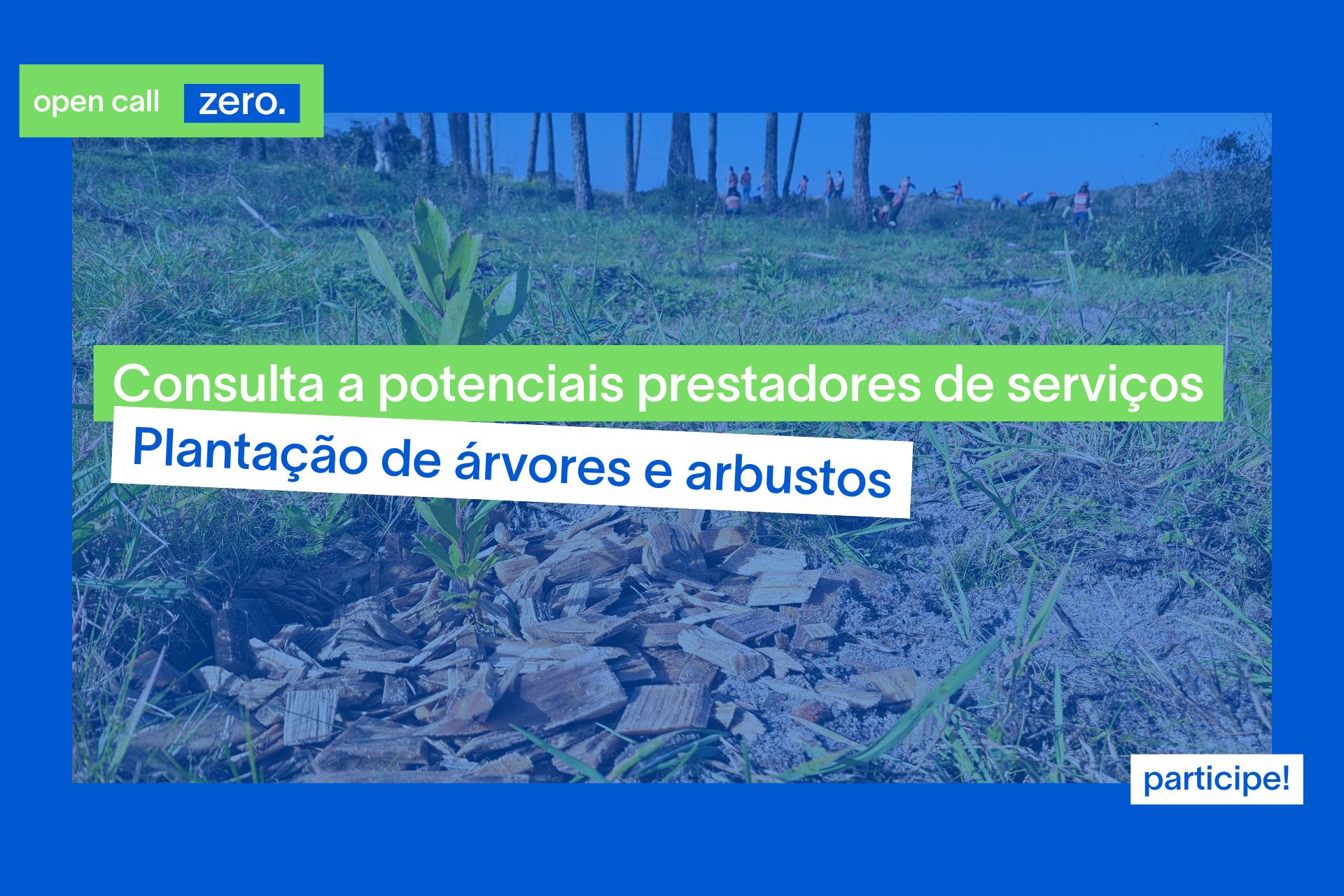 Consulta a potenciais prestadores de serviços: plantação de árvores e arbustos