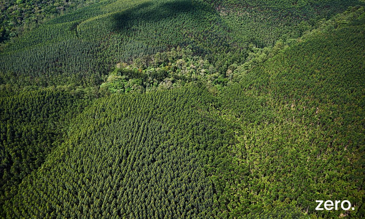 Plano de Intervenção para a Floresta 2025-2050 precisa de programação financeira credível e sem atrasos nas medidas