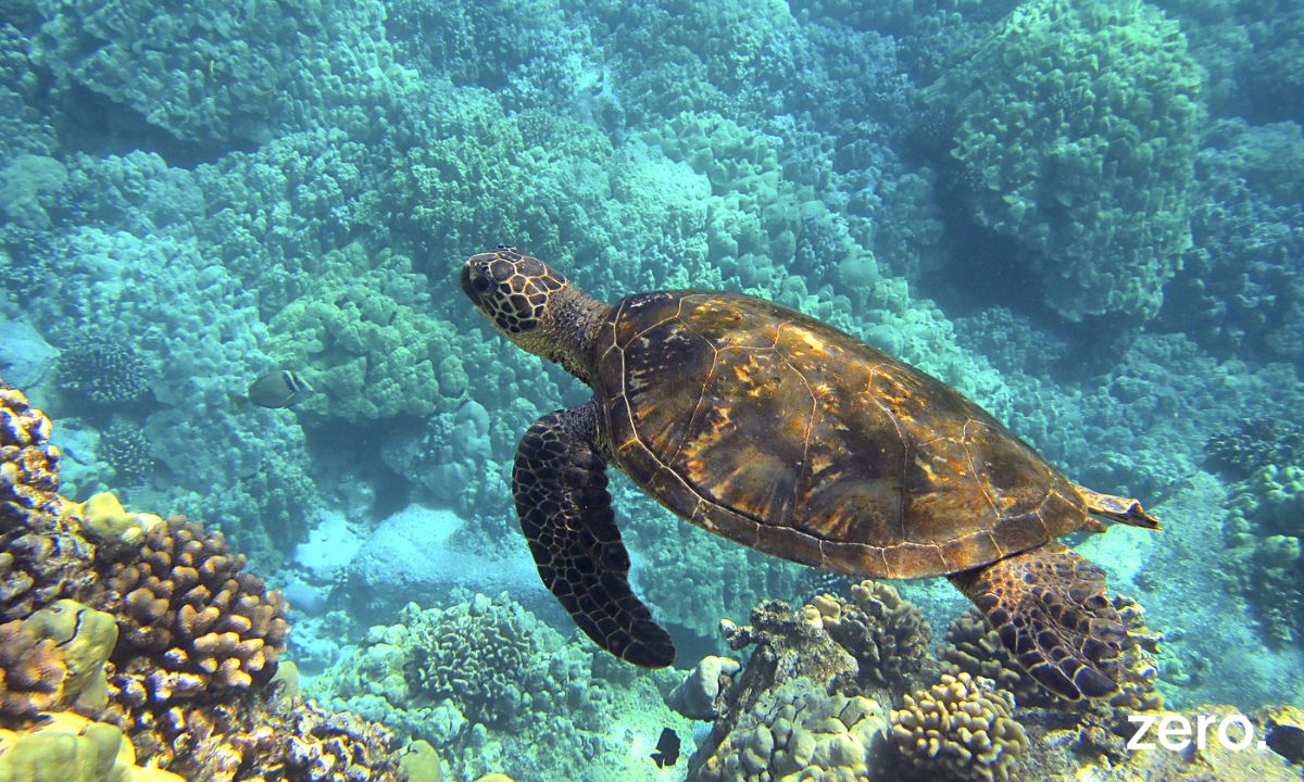ZERO satisfeita com entrada em vigor do Tratado do Alto Mar – uma esperança para a proteção do oceano