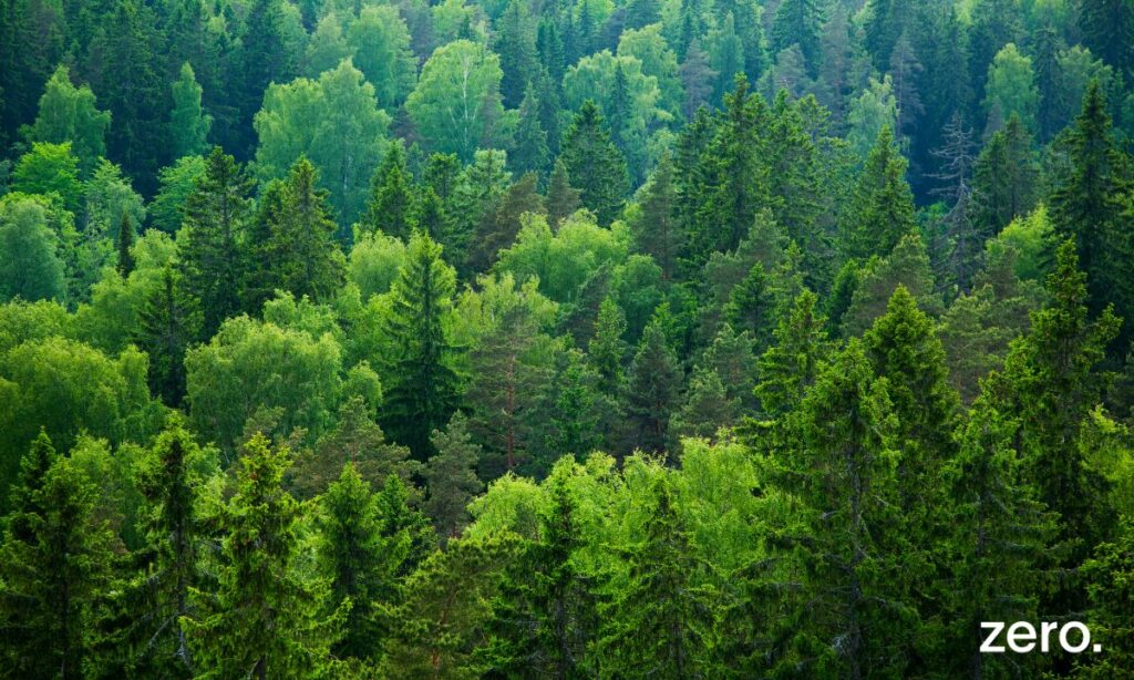 ZERO critica ausência de financiamento e metas claras na Estratégia de Conservação da Natureza e Biodiversidade