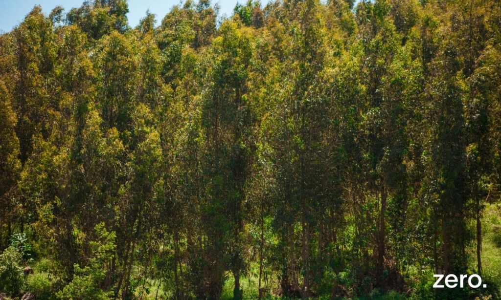 300 milhões de euros previstos investir anualmente na floresta não estão garantidos no Orçamento para 2026