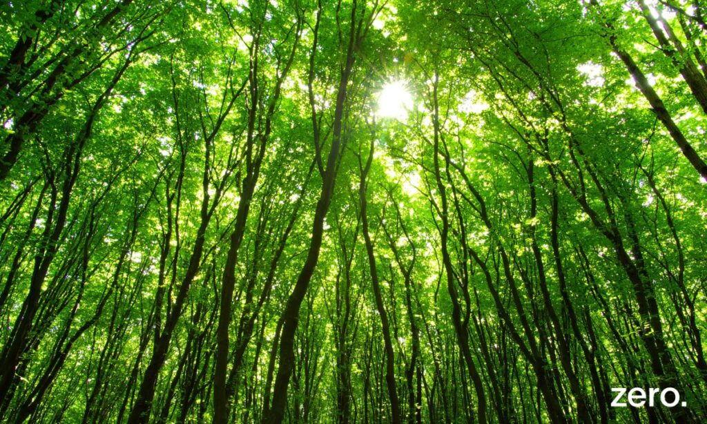 C7 toma posição sobre possível extinção do ICNF