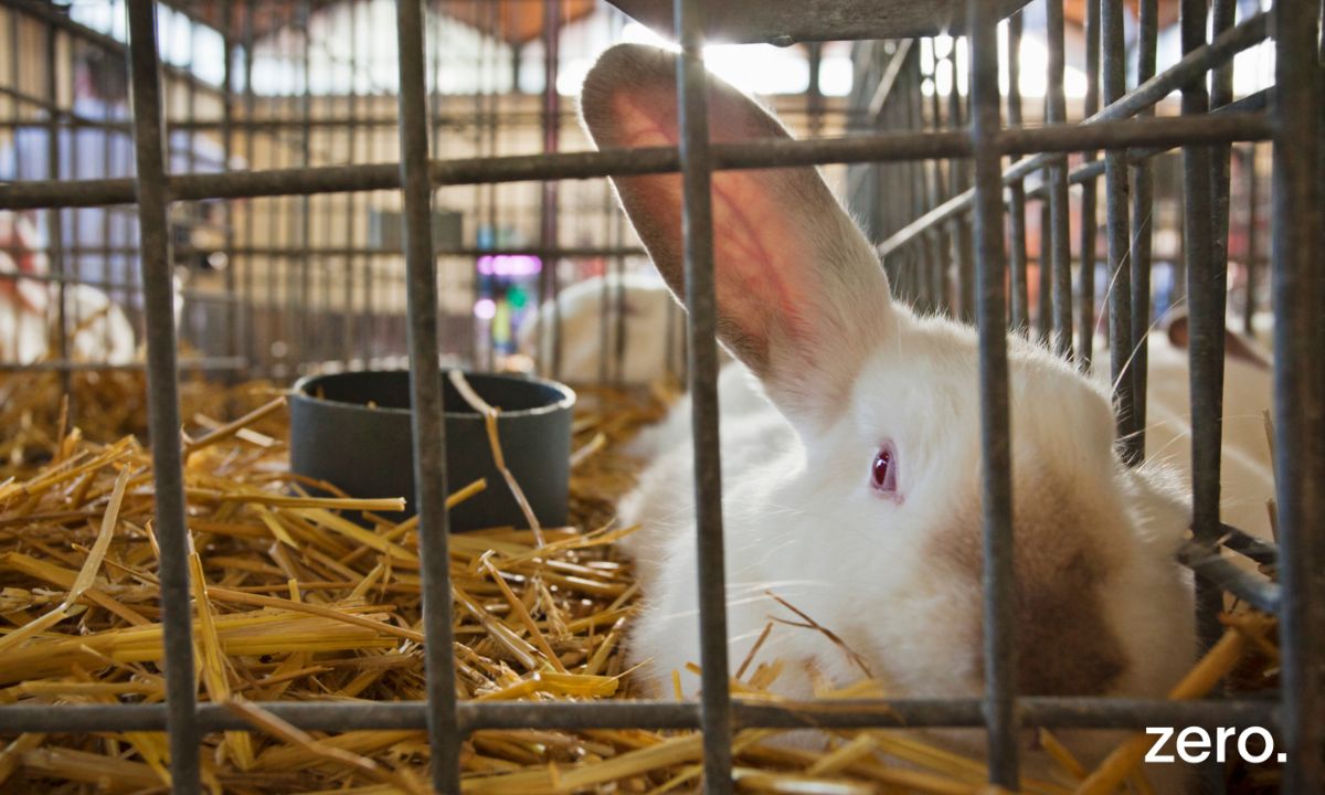 Portugal sem gaiolas