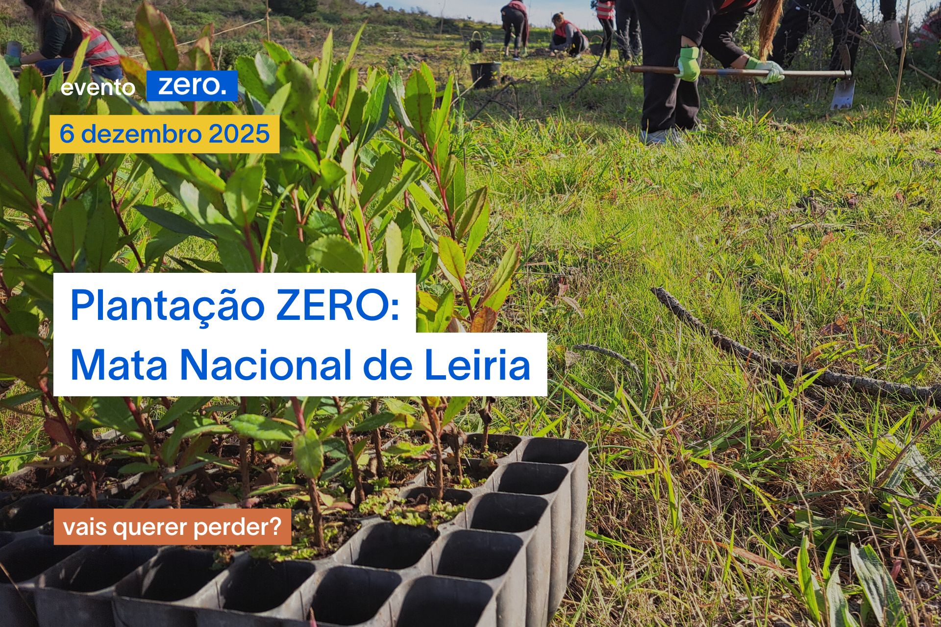 Plantação ZERO 6 dezembro