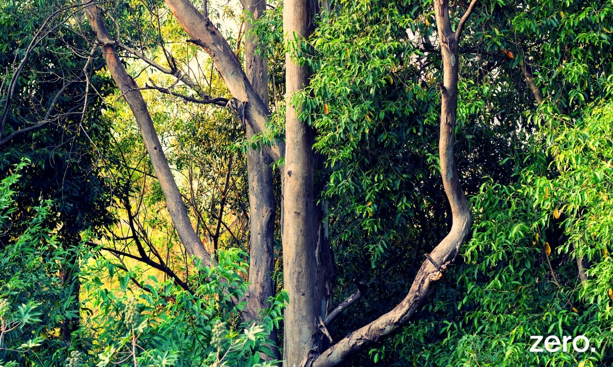 No rescaldo da “COP da Amazónia”, Portugal junta-se ao grupo dos que procuram sabotar a proteção das florestas