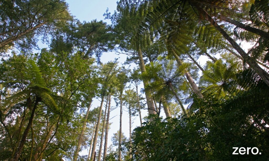 Barómetro 2025 revela evolução positiva na execução das políticas florestais