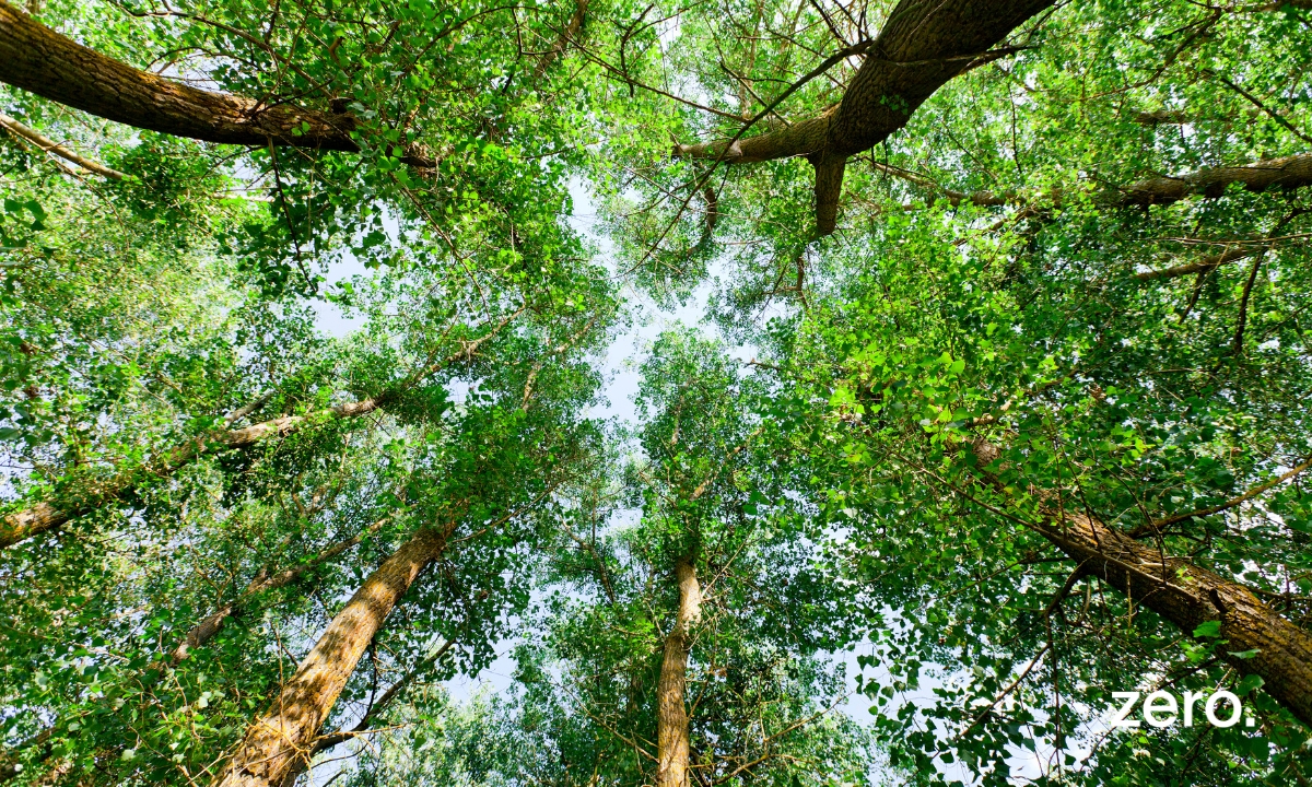 “Floresta 2050, Futuro + Verde” aprovado com amplo consenso, mas sem garantias financeiras para a sua implementação