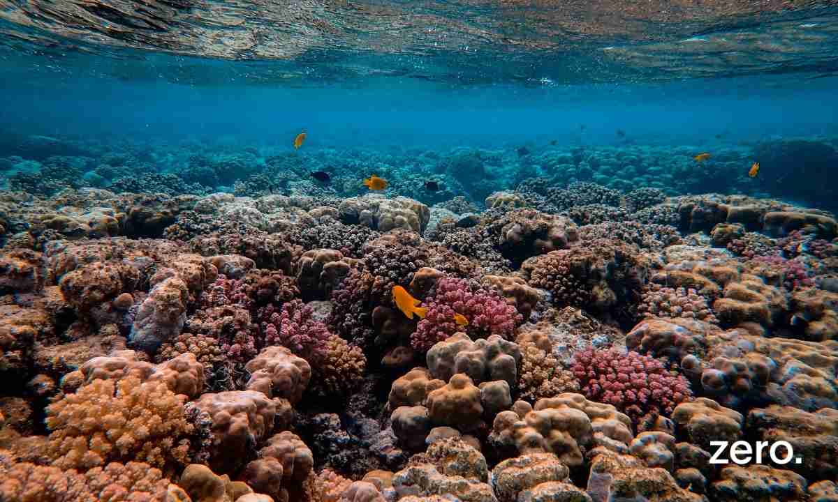 fundo do oceano com coral e peixes