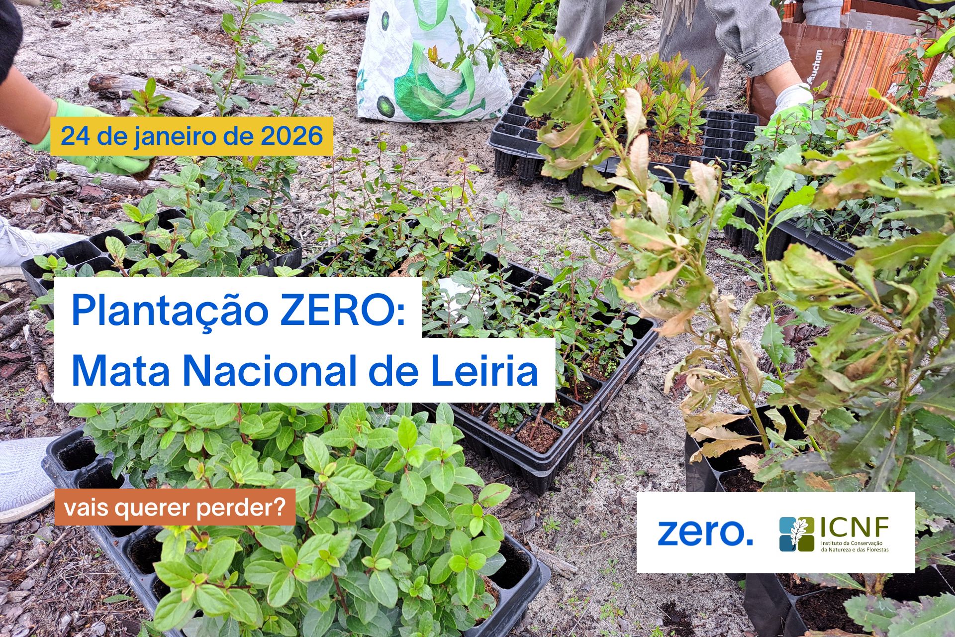 Plantação ZERO: 24 de janeiro – Mata Nacional de Leiria
