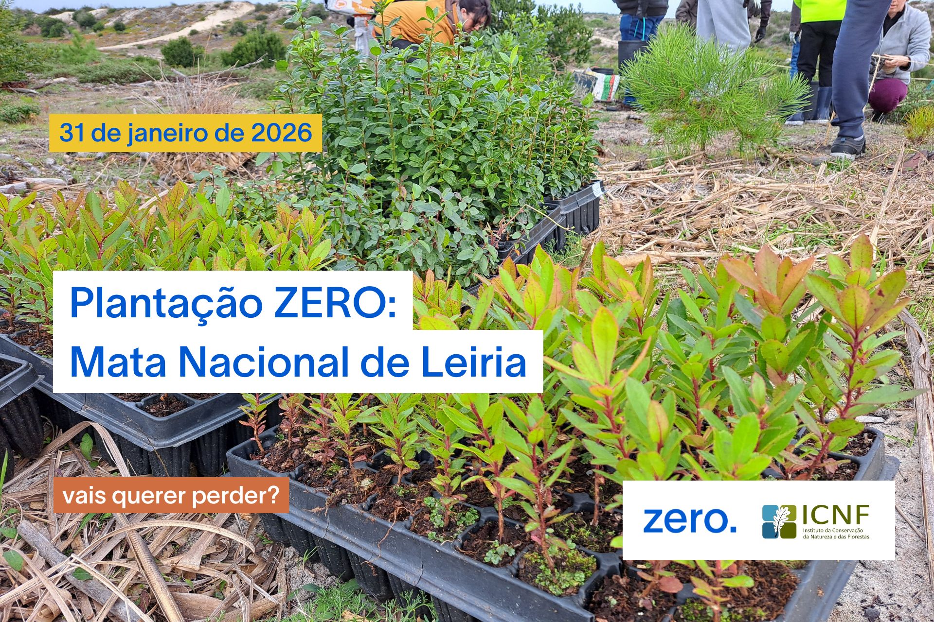Plantação ZERO: 31 de janeiro – Mata Nacional de Leiria