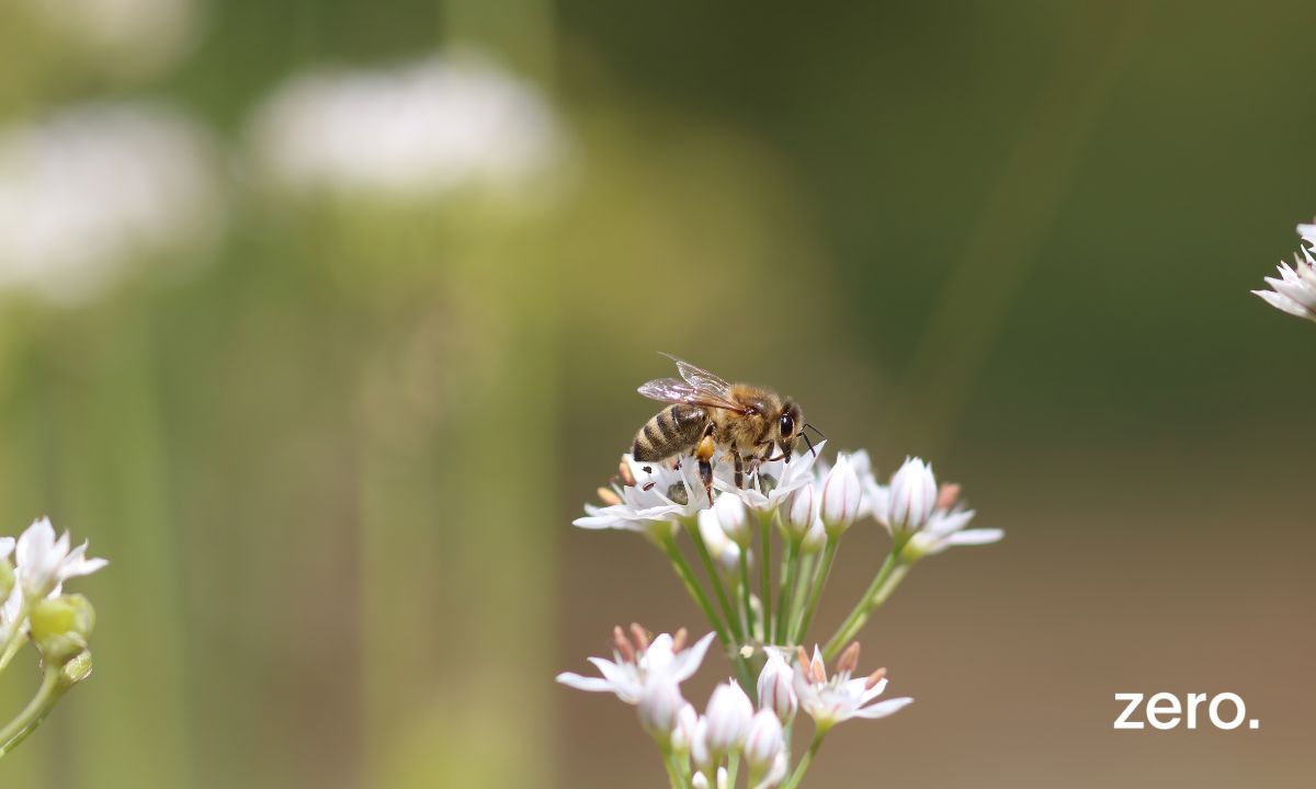 Parecer relativo ao Plano de Ação para a Conservação e Sustentabilidade dos Polinizadores (PACSP)