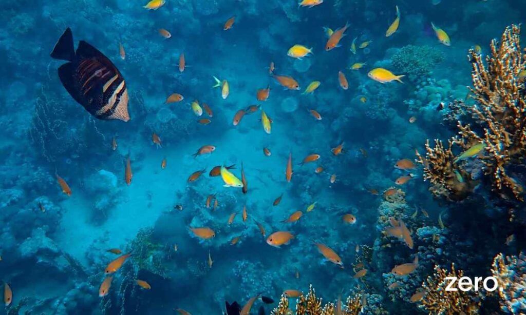 ZERO celebra decisão histórica do Parlamento dos Açores que protege integralmente o Parque Marinho dos Açores