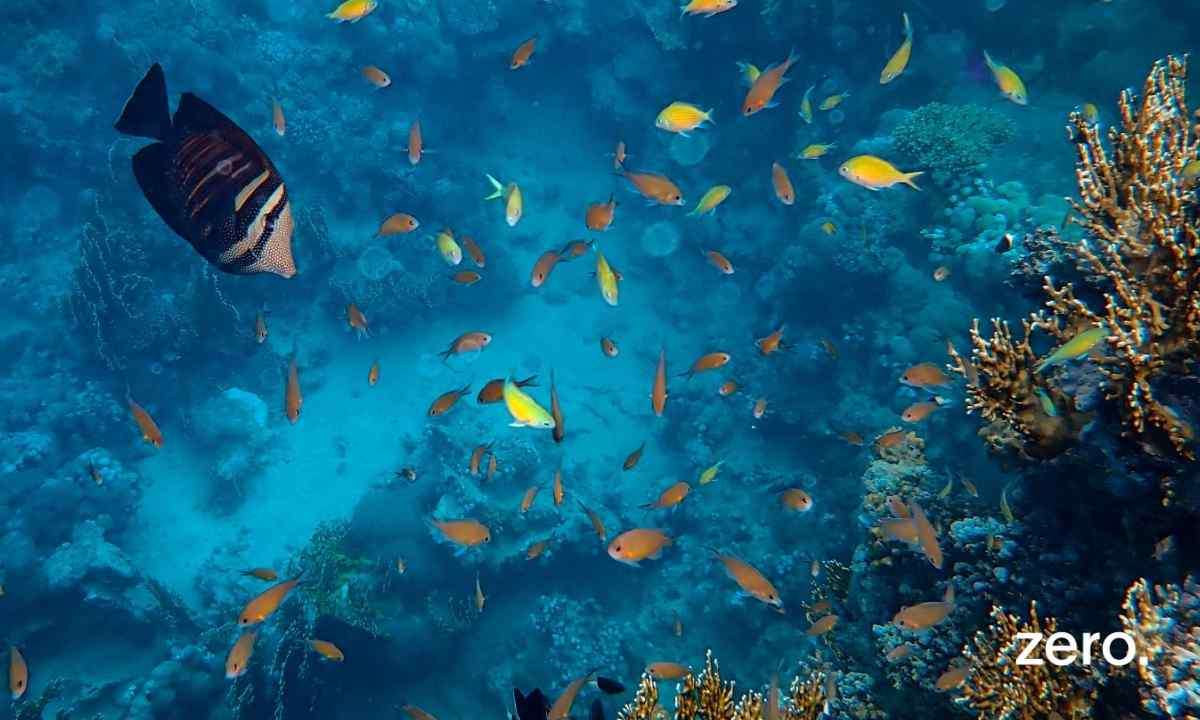 ZERO celebra decisão histórica do Parlamento dos Açores que protege integralmente o Parque Marinho dos Açores