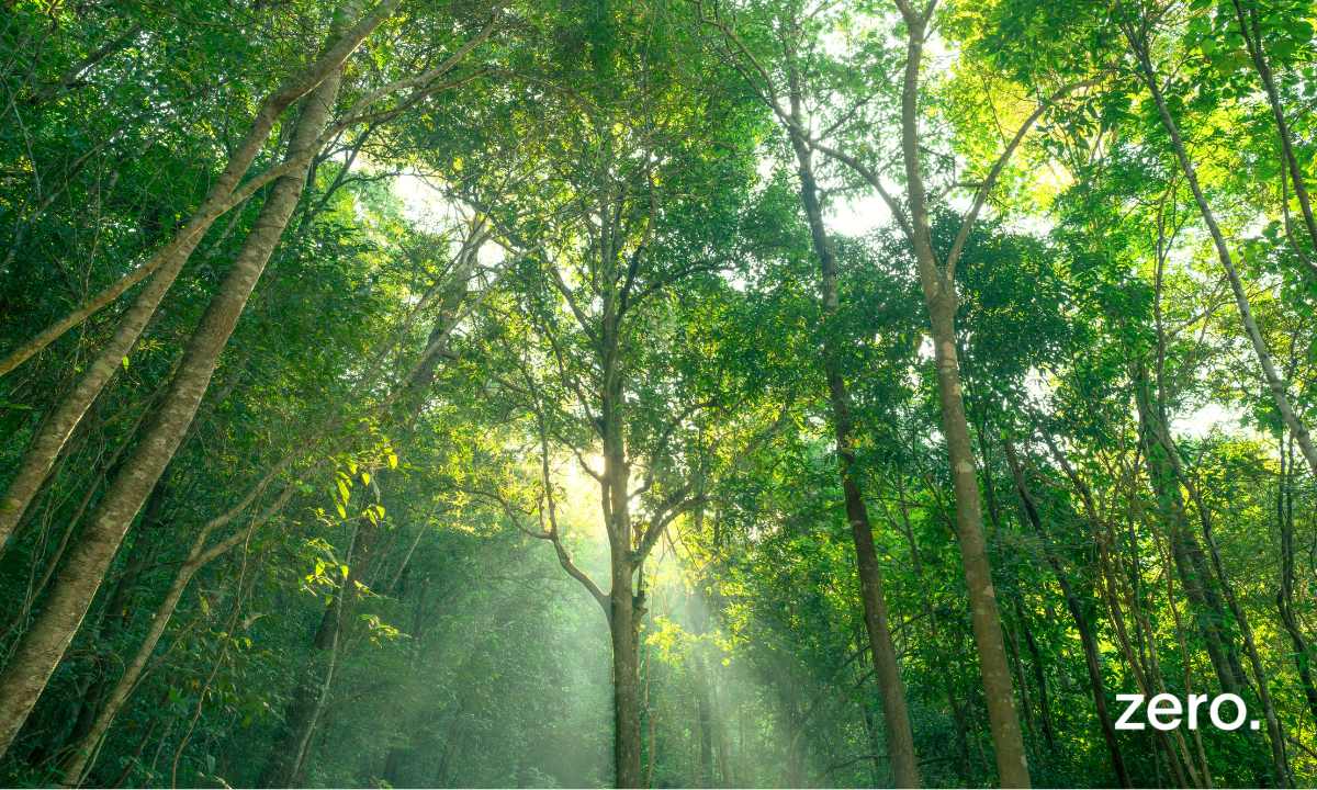 Falta de incentivos públicos compromete mosaico agroflorestal que previna fogos rurais