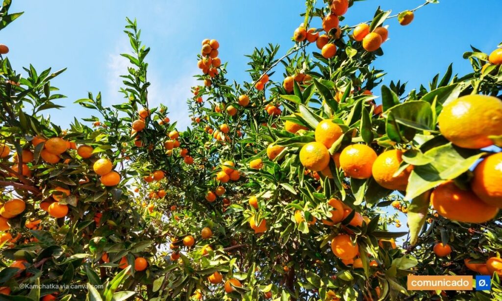 “Luz verde” à monocultura de tangerinas na Comporta/Galé é erro grosseiro e ignora aquífero em colapso e espécies protegidas