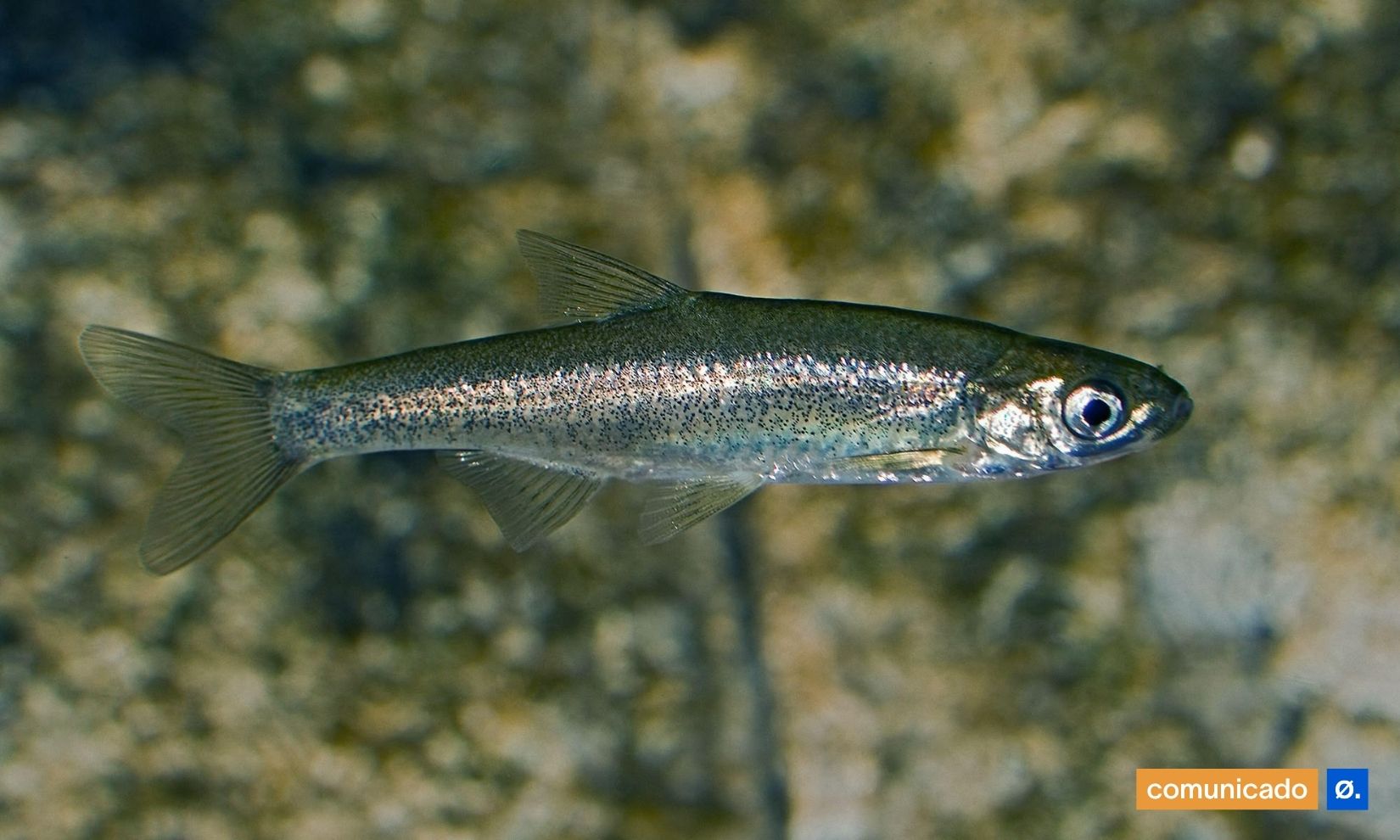 saramugo peixe